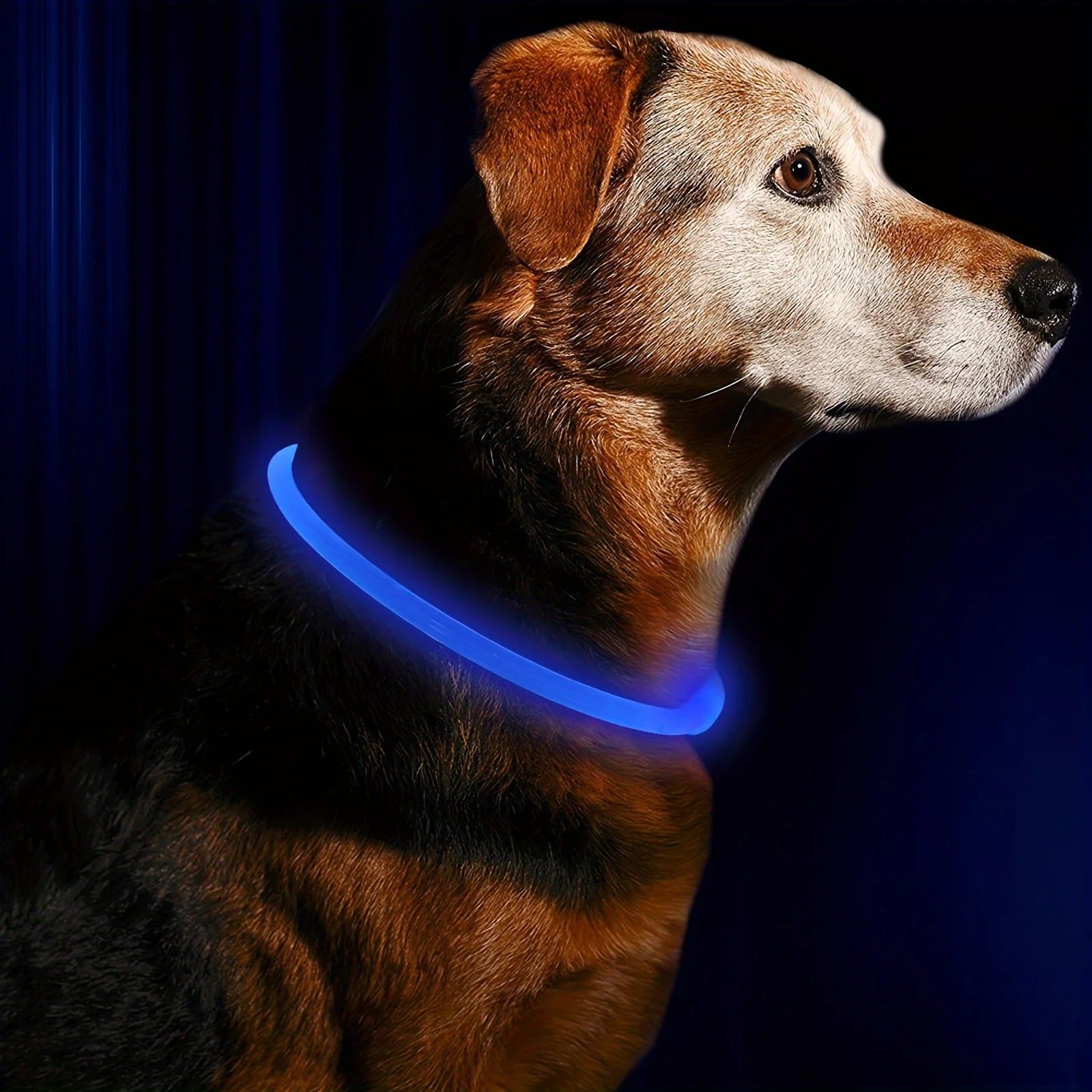 Coleira LED Luminosa para Cães – Recarregável via USB para Passeios Noturnos Seguros