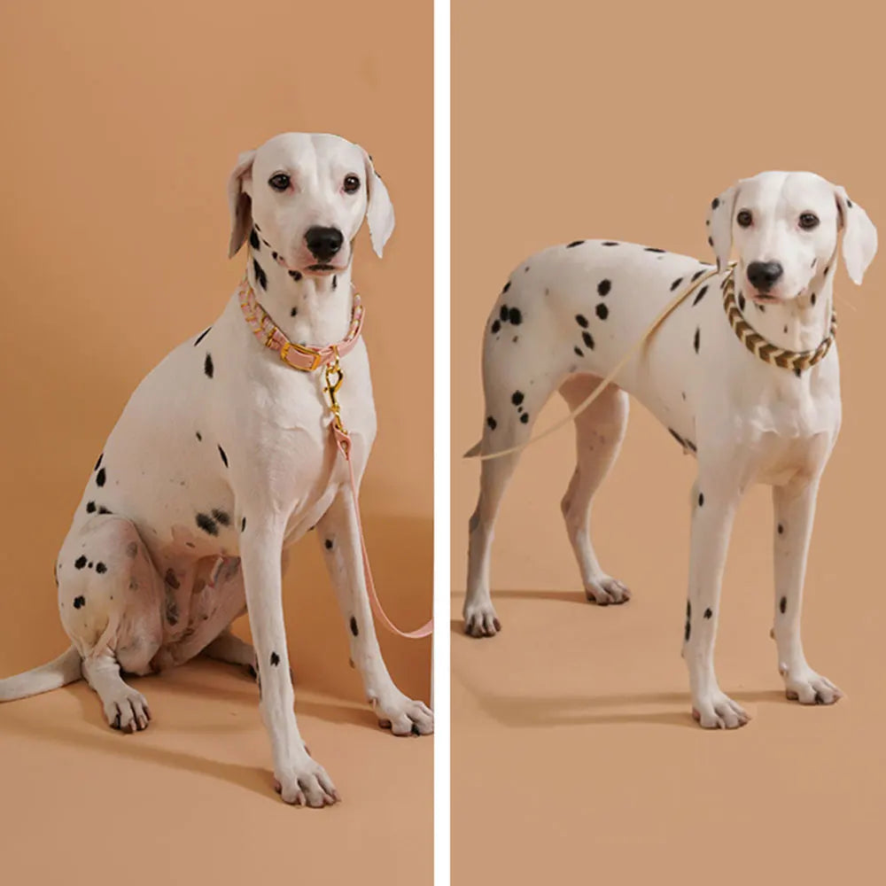 Coleira Fashion Colorida para Cães - Pequeno, Médio e Grande Porte