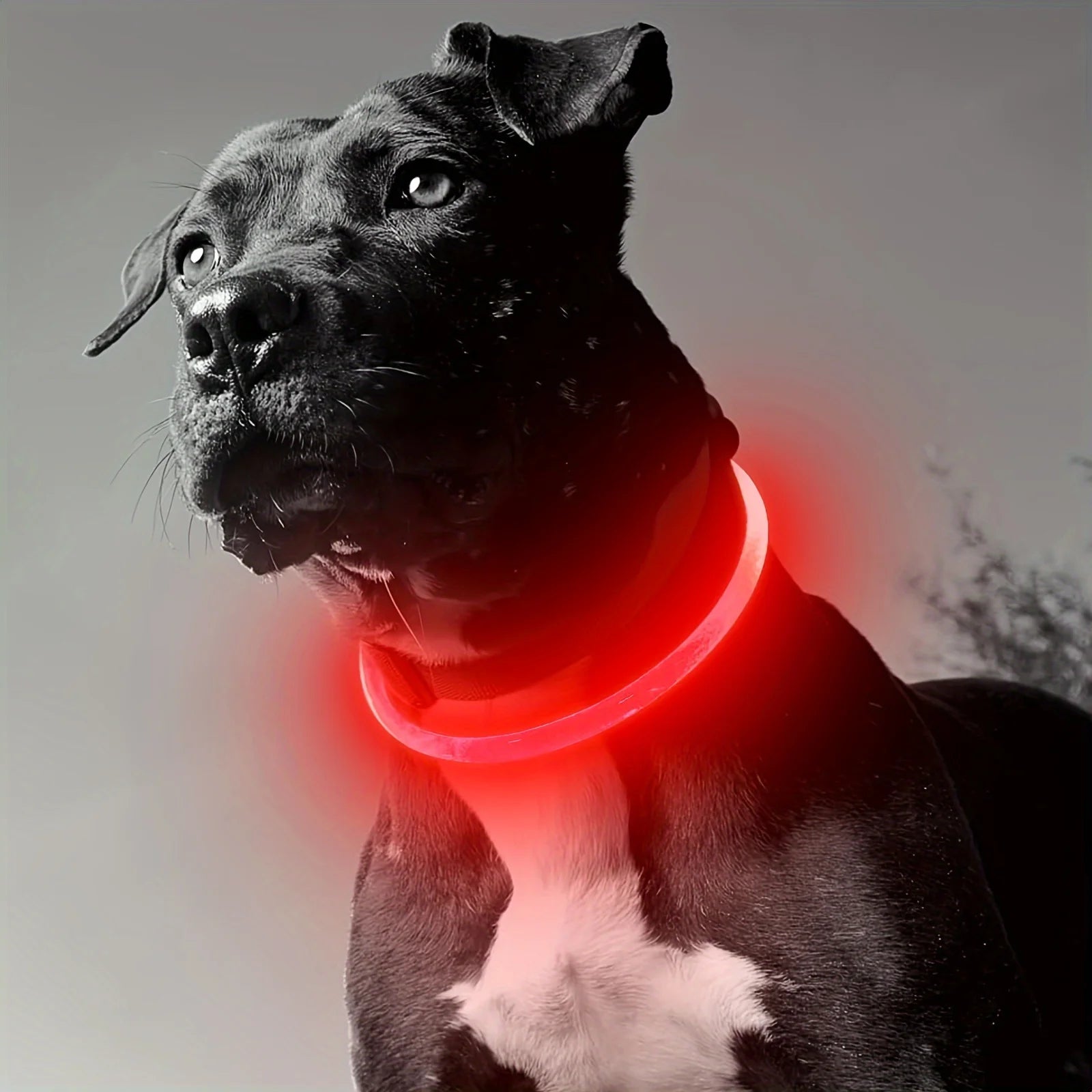 Coleira LED Luminosa para Cães – Recarregável via USB para Passeios Noturnos Seguros